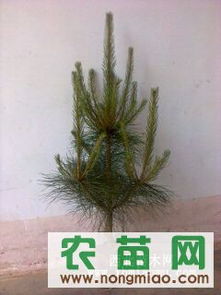 供應(yīng)各種規(guī)格營養(yǎng)缽油松（30-120cm）——西裕村苗木基地，農(nóng)苗網(wǎng)專業(yè)推薦